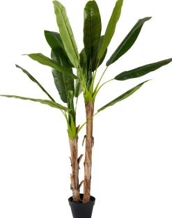 CASA Banana Platanera Verde