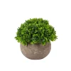 CASA Buxus Planta Varios Colores
