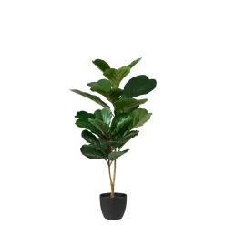 CASA Figi Negro, Verde Oscuro