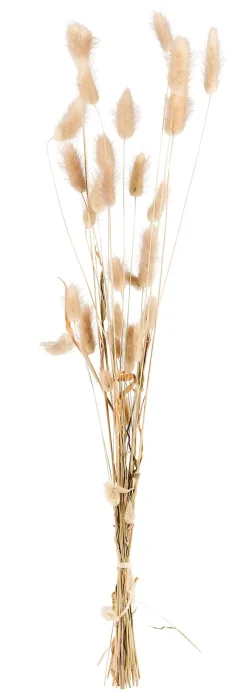 CASA Lagurus Cola De Liebre Natural