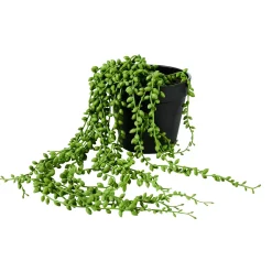 CASA Senecio Planta De Guisantes Verde