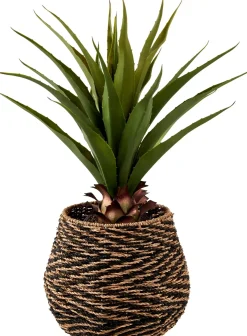 CASA Vera Planta Aloe Vera Verde