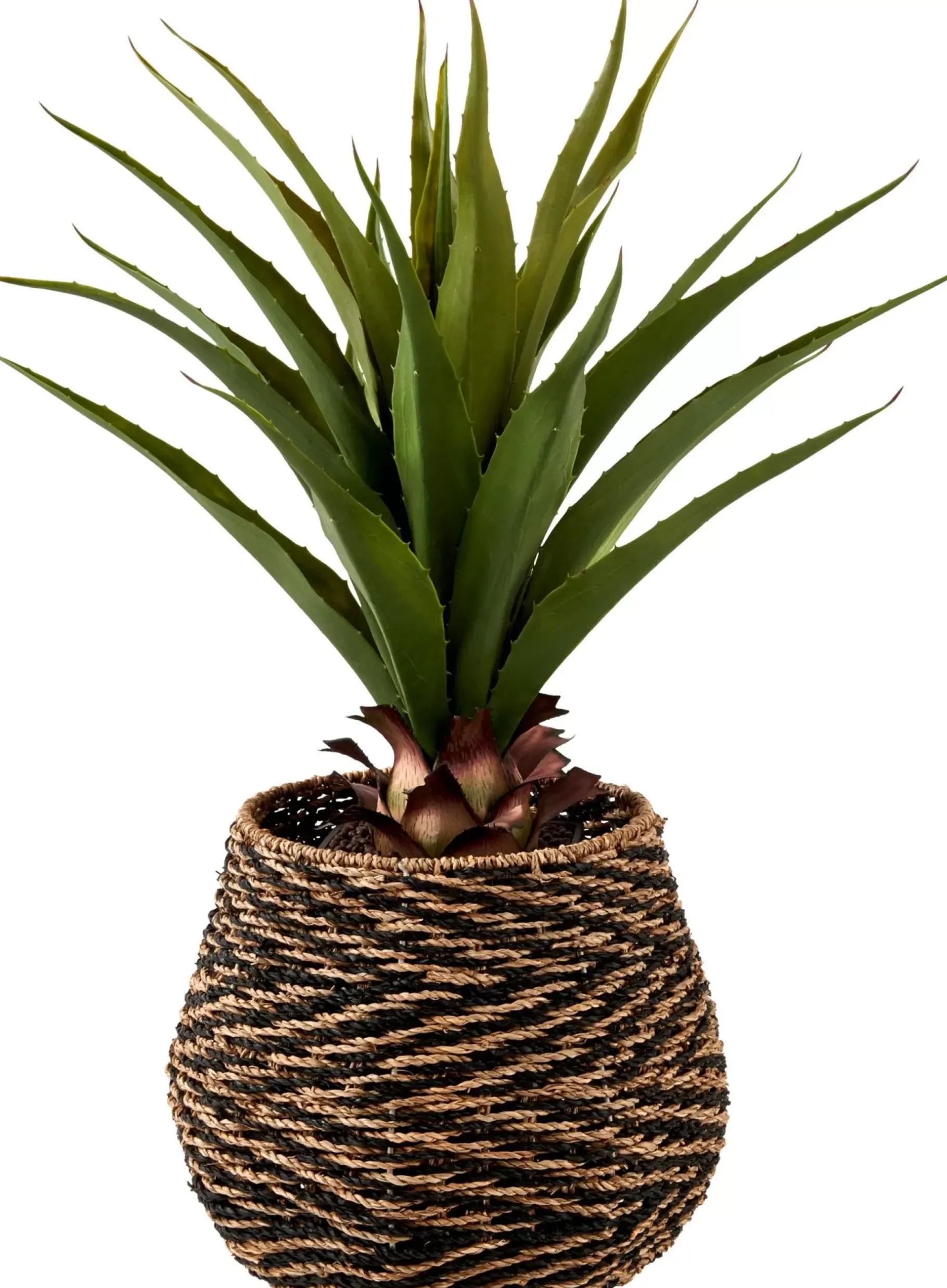 CASA Vera Planta Aloe Vera Verde