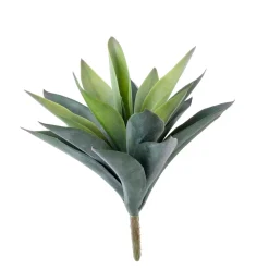 CASA Vera Planta Crasa En Un Palillo Verde